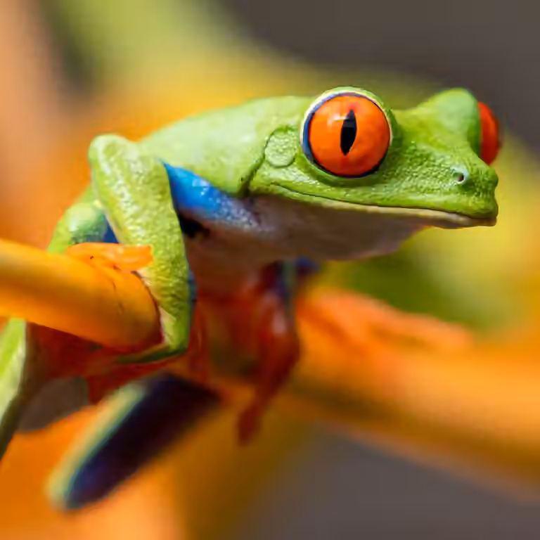 Frog la paz