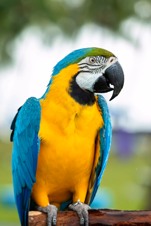 Macaw
