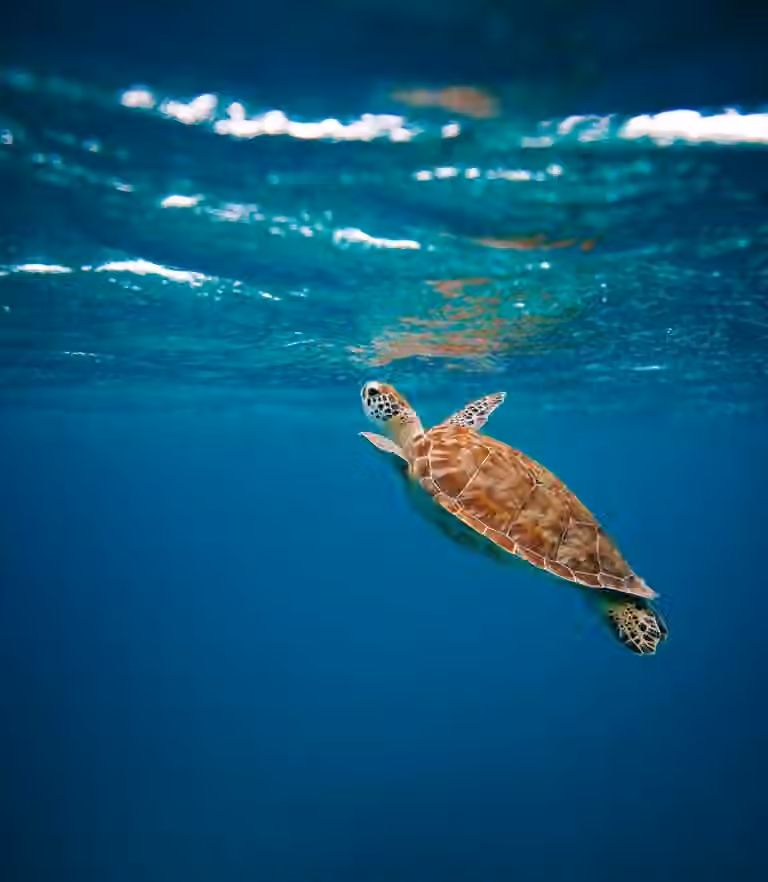 Turtle portrait